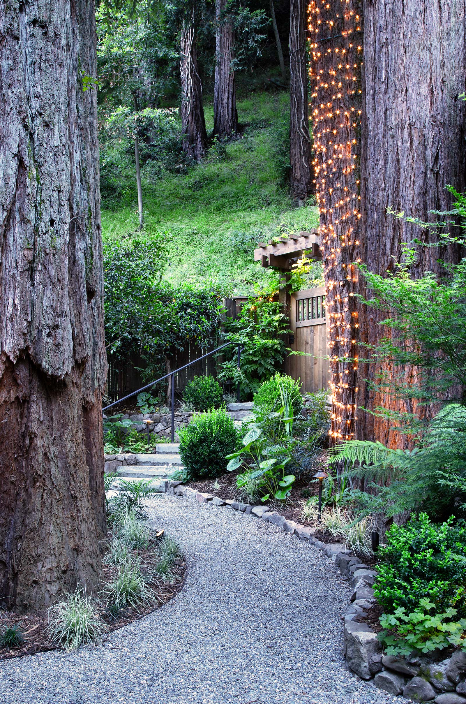Redwood forest landscape in Northern California